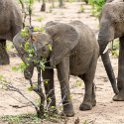 ZMB EAS SouthLuangwa 2016DEC09 KapaniLodge 026 : 2016, 2016 - African Adventures, Africa, Date, December, Eastern, Kapani Lodge, Mfuwe, Month, Places, South Luanga, Trips, Year, Zambia